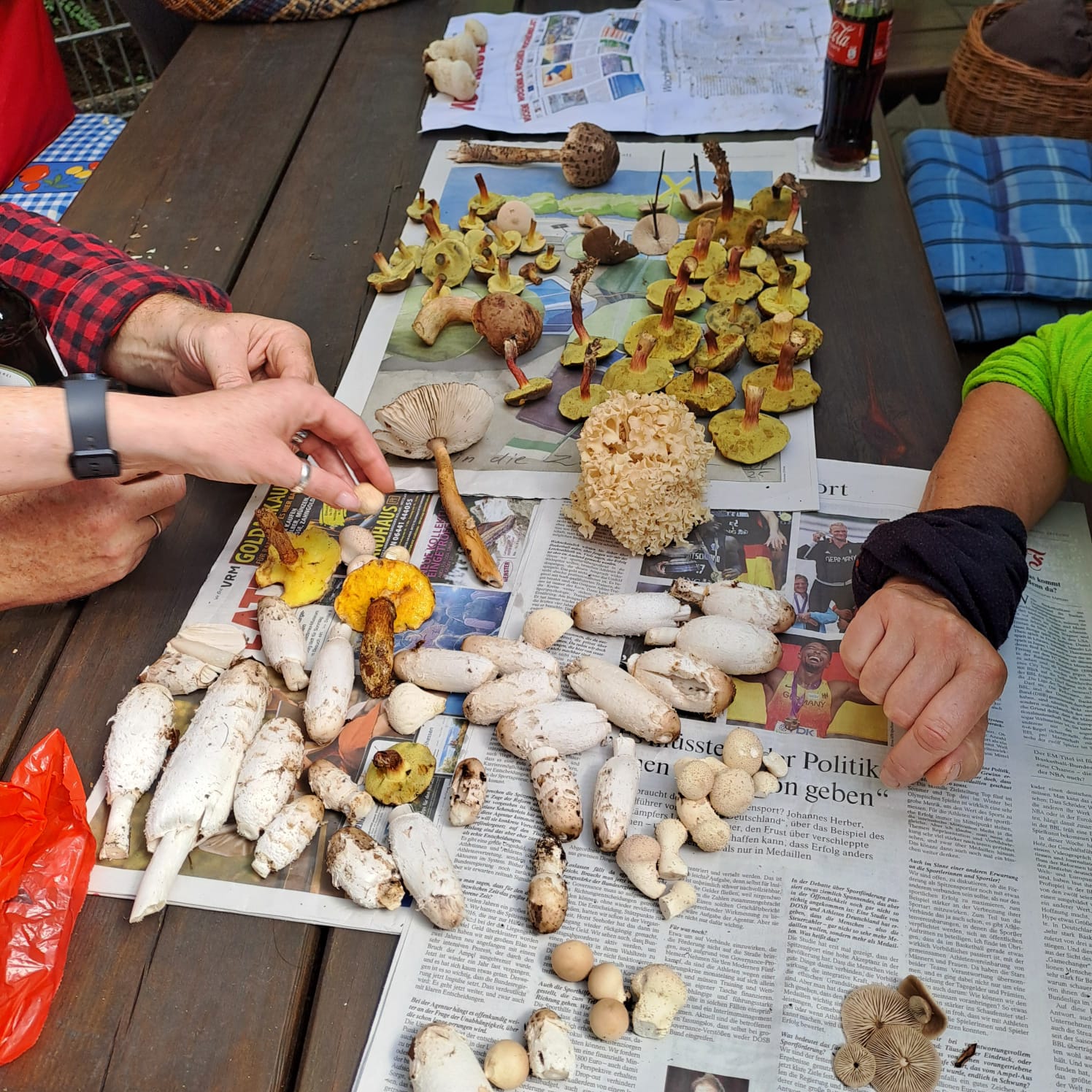 Pilzwanderung im Katzenfurter Wald mit Vereinsmitgliedern bei Sonnenschein