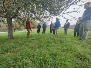 Baumschnitt auf der Streuobstwiese in Katzenfurt mit Teilnehmenden