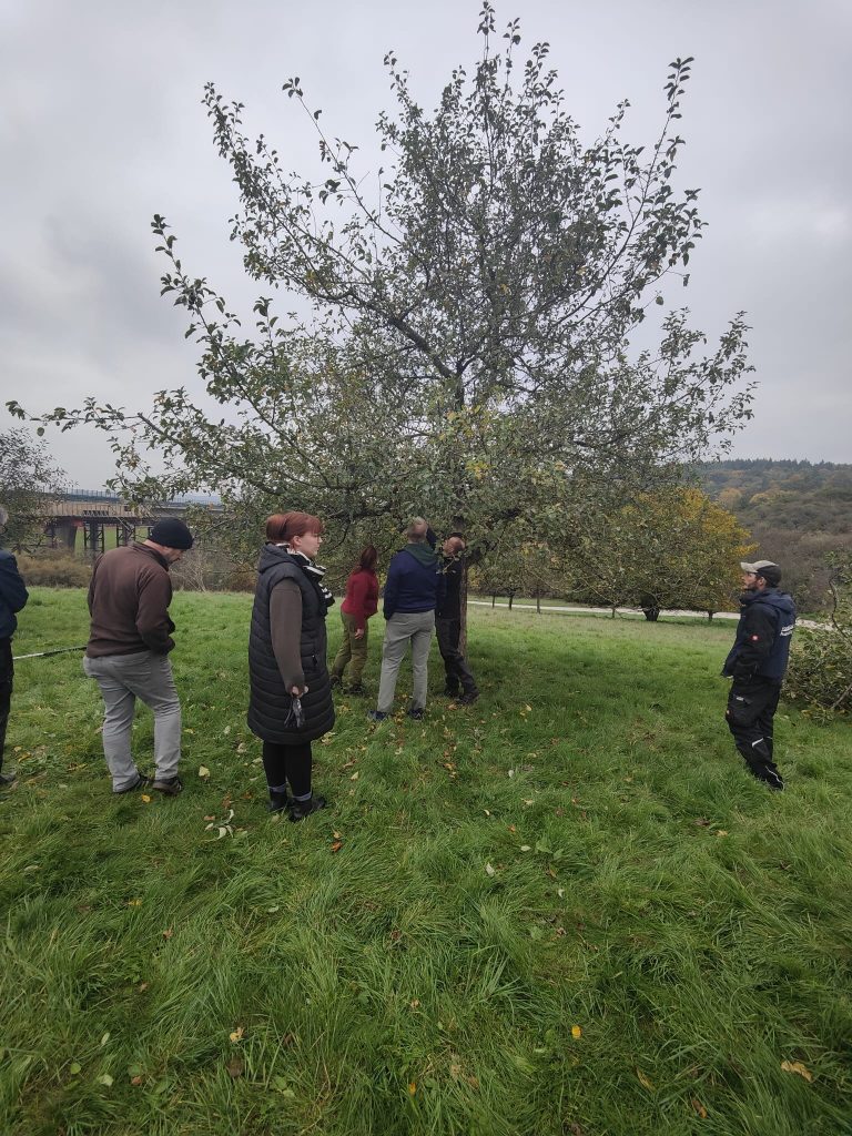 Interessierte beim Baumschnitt in Katzenfurt – gemeinsames Arbeiten am Baum