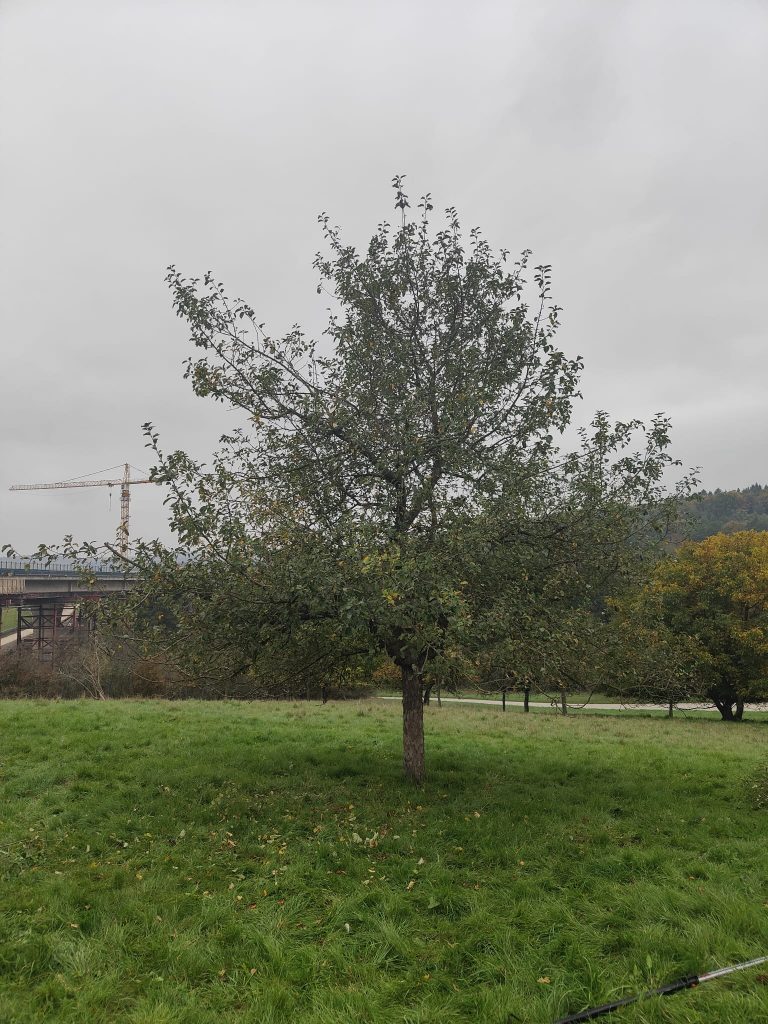 Altbestand nach erfolgreichem Baumschnitt in Katzenfurt