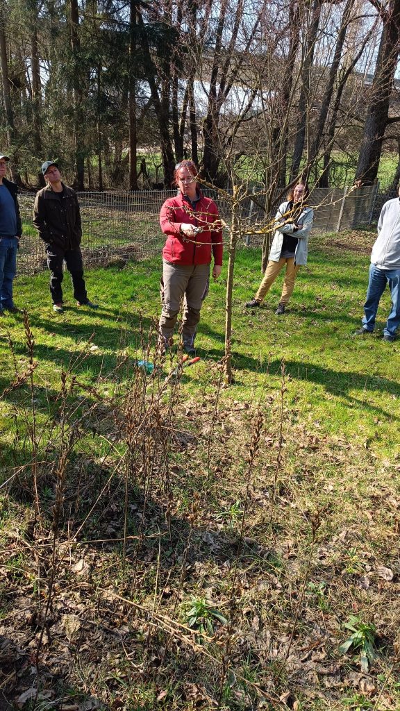 Fachgerechter Baumschnitt an Jungbaum durch Expertin im Verein