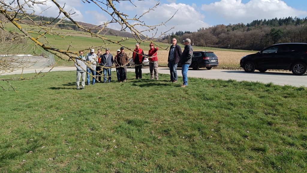 Gemeinschaftlicher Baumschnitt auf Streuobstwiese In der Kampenoh