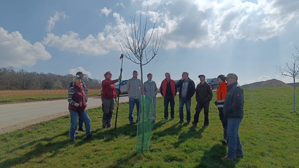 Baumschnitt auf Streuobstwiese in Katzenfurt mit Teilnehmenden im Frühling