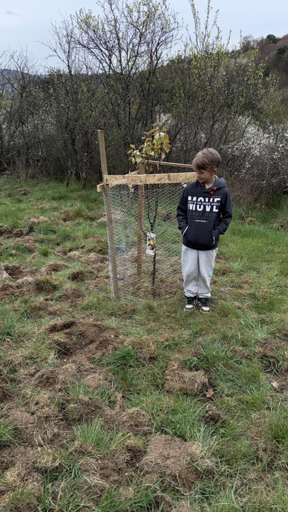 Eisvögel pflanzen Birnenbaum mit Verbissschutz gemeinsam